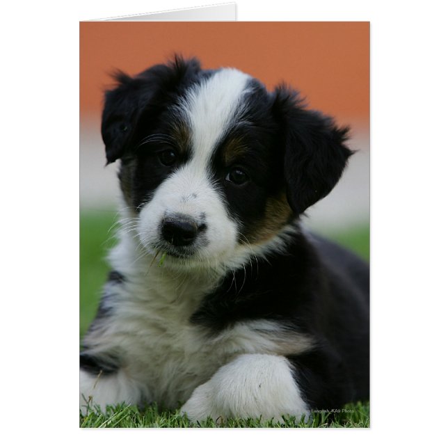 6 veckors gammal Gräns Collie Hälsningskort (Framsidan)