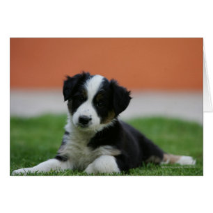 6 veckors gammal Gräns Collie Hälsningskort