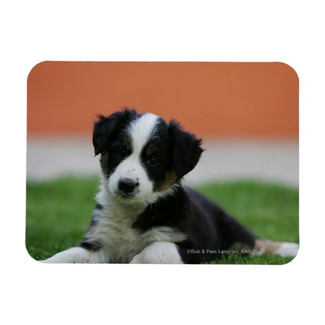 6 veckors gammal Gräns Collie Magnet (Horisontell)
