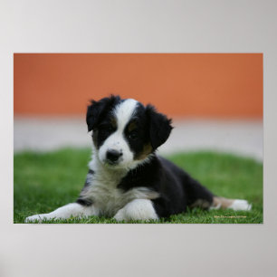 6 veckors gammal Gräns Collie Poster