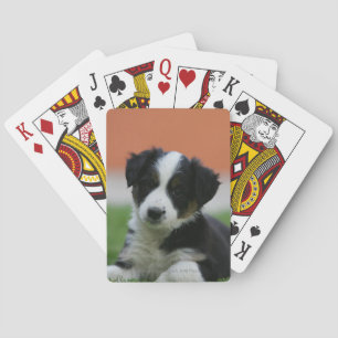 6 veckors gammal Gräns Collie Spelkort