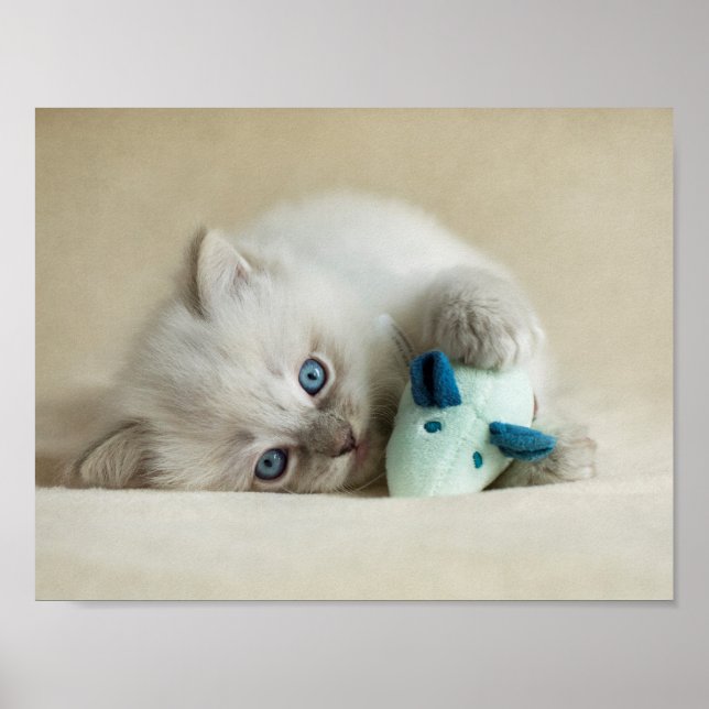 6 veckors gammal Ragdoll Kitten Poster (Framsidan)