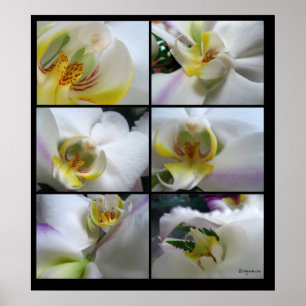 6 White Orchids Phalaenopsis Poster Tryckning