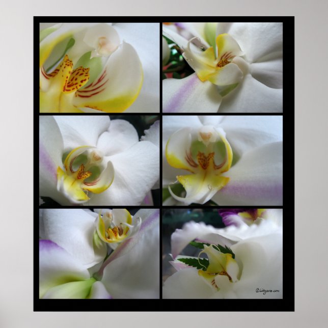 6 White Orchids Phalaenopsis Poster Tryckning (Framsidan)
