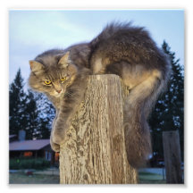 6"x6" fotoutskrift || Katletiskt katt