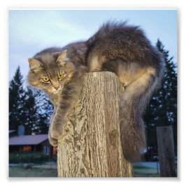 6"x6" fotoutskrift || Katletiskt katt Fototryck