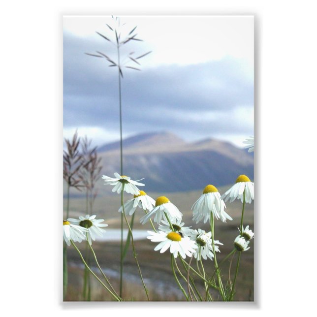 6 x 4-foto Alaska-blommor Fototryck (Framsidan)