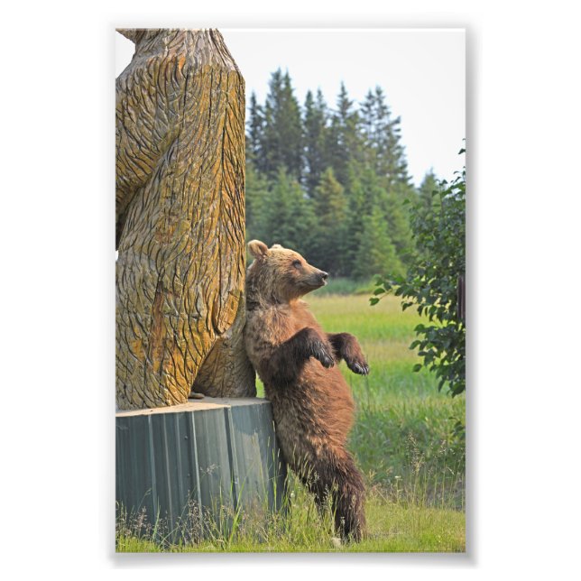 6 x 4 foto av grizzly-björn (Framsidan)
