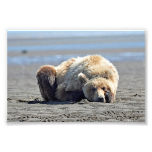 6 x 4 foto av grizzly-björn