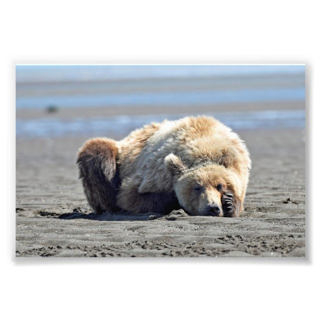 6 x 4 foto av grizzly-björn (Framsidan)