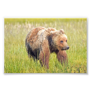6 x 4 foto av grizzly-björn