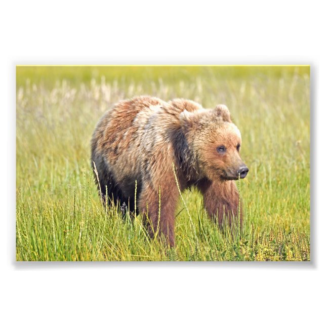6 x 4 foto av grizzly-björn (Framsidan)