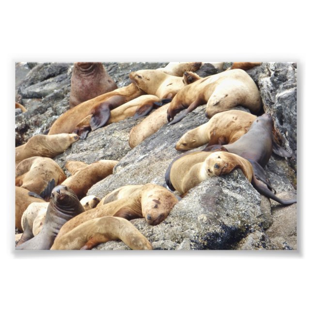 6 x 4 foto-sälar fototryck (Framsidan)