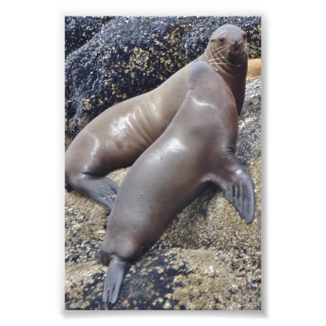 6 x 4 foto-sälar fototryck (Framsidan)