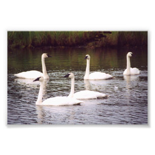 6 x 4 foto-svanar fototryck