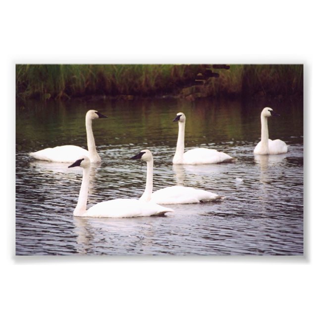 6 x 4 foto-svanar fototryck (Framsidan)