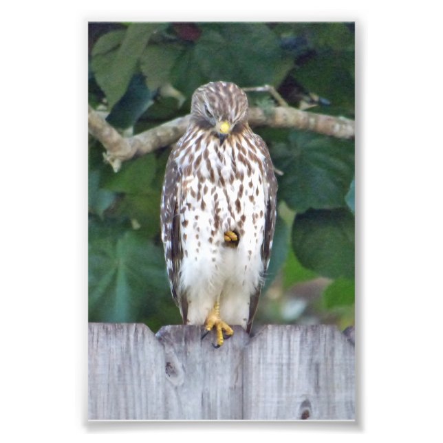 6 x 4 fotofalk fototryck (Framsidan)