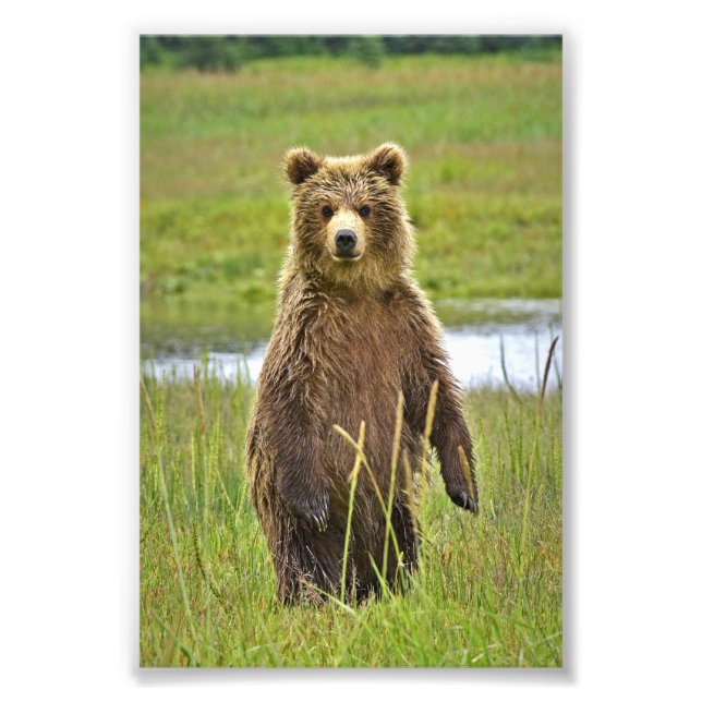 6 x 4 fotogrizzbjörn fototryck (Framsidan)