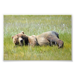 6 x 4 fotoö av grizzlybjörn fototryck