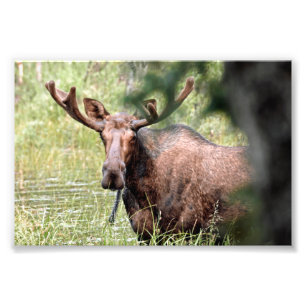 6 x 4 fotoö av mos fototryck