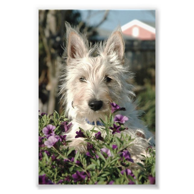6 x 4 fotot Scottish Terrier Fototryck (Framsidan)