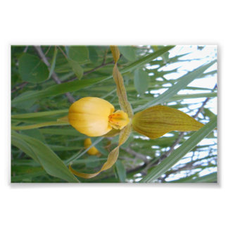 6 x 4 fotoutskrift fototryck