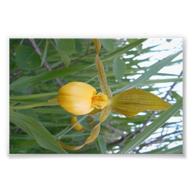 6 x 4 fotoutskrift fototryck (Framsidan)