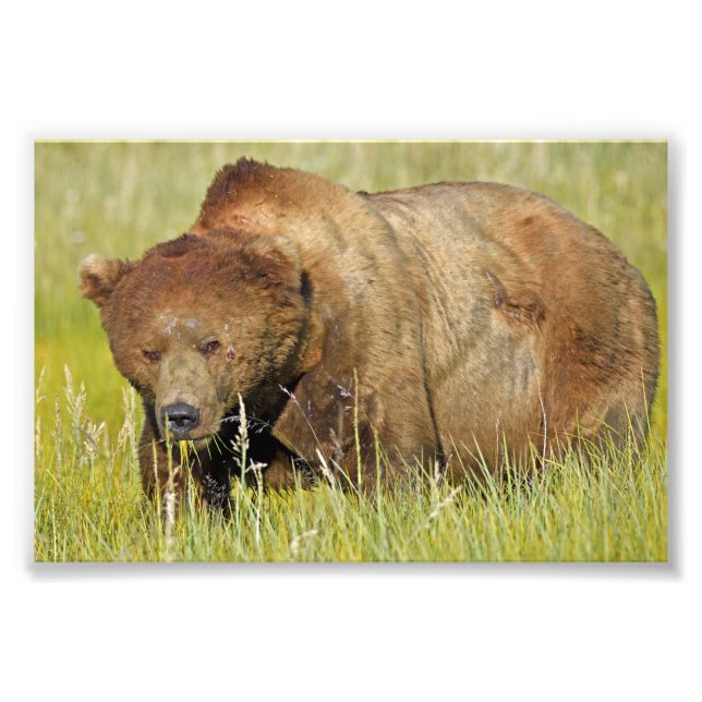 6 x 4 Satin Foto av grizzly björn (Framsidan)