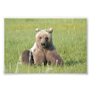 6 x 4 Satin Foto av grizzly björn