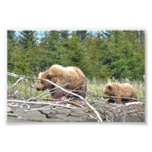 6 x 4 Satin Foto av grizzly björn & unge