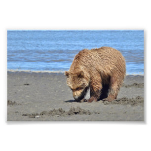 6 x 4 Satin Foto av grizzly björn unge