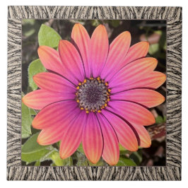 6" x 6" keramiskt plattor med briljant Gazania Kakelplatta