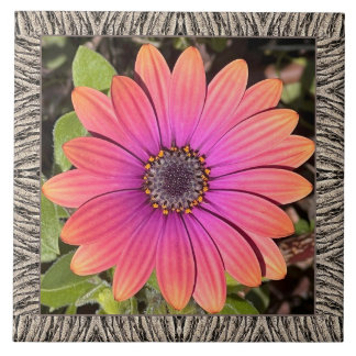 6" x 6" keramiskt plattor med briljant Gazania Kakelplatta
