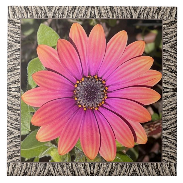 6" x 6" keramiskt plattor med briljant Gazania Kakelplatta (Framsidan)