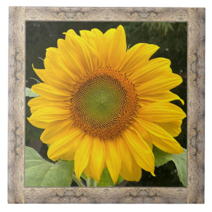 6"x 6" keramiskt plattor med Cheerful Gult Solrosb Kakelplatta