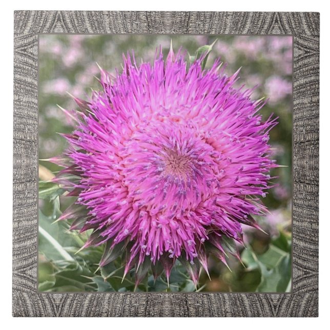 6" x 6" keramiskt plattor med Rosa Musk Thistle Kakelplatta (Framsidan)