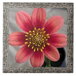 6" x 6" keramiskt plattor med Striking Sienna Dahl Kakelplatta