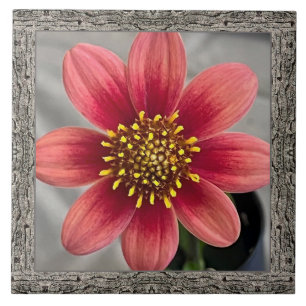 6" x 6" keramiskt plattor med Striking Sienna Dahl Kakelplatta
