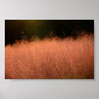 6x4 Rosa Muhly Jeju-do Sydkorea Fotoavtryck Poster