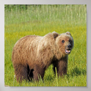 6x6 Poster Papprare (projektionsyta) av grizzlybj