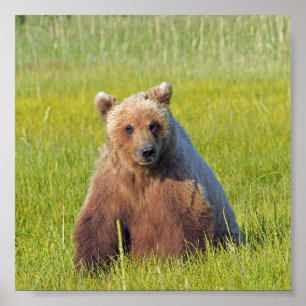 6x6 Poster Papprare (projektionsyta) av grizzlybjö