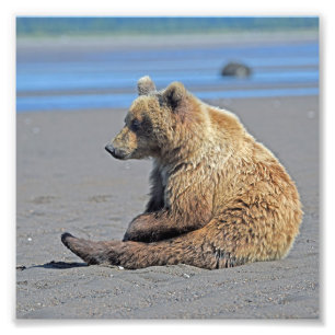6x6 Satfoto av grizzly Fototryck