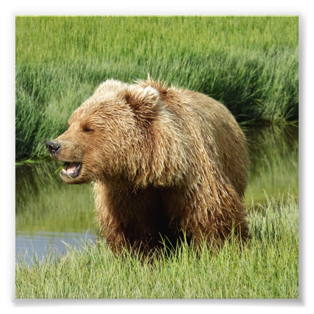 6x6 Satfoto av grizzly Fototryck (Framsidan)