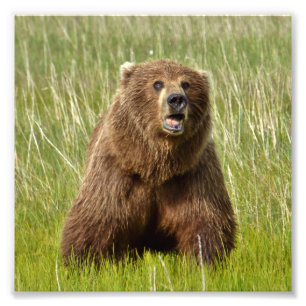 6x6 Satfoto av grizzly Fototryck