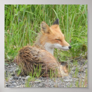 6x6-värde Poster Pappert (projektionsyta) med fox