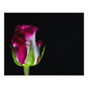 7019-Red Tipping Vit ros Fototryck