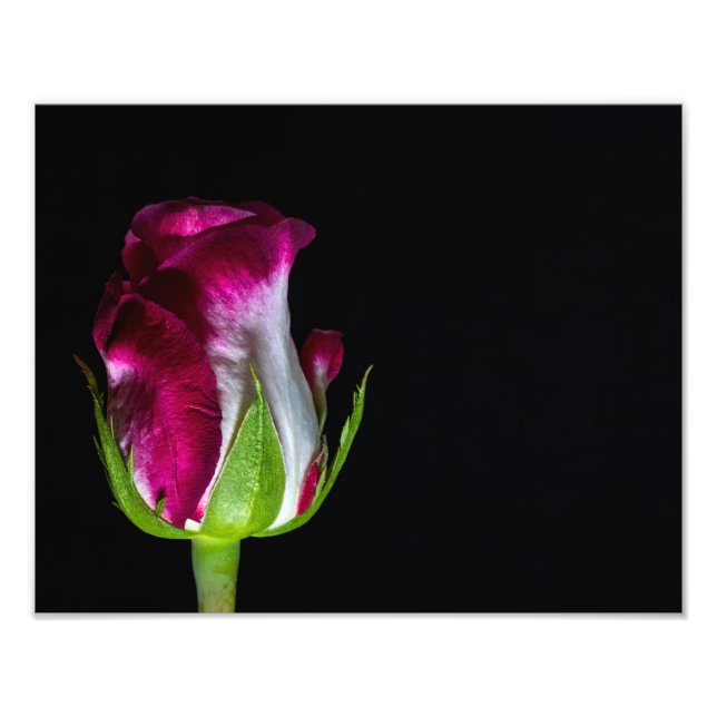 7019-Red Tipping Vit ros Fototryck (Framsidan)