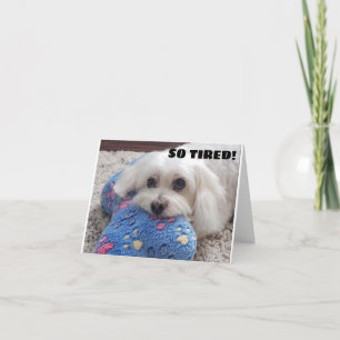 *70:e BIRTHDAY* HA HA HA (ROLIG HUND HUMOR) Kort