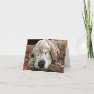 *70:e BIRTHDAY* HA HA HA (ROLIG HUND HUMOR) Kort