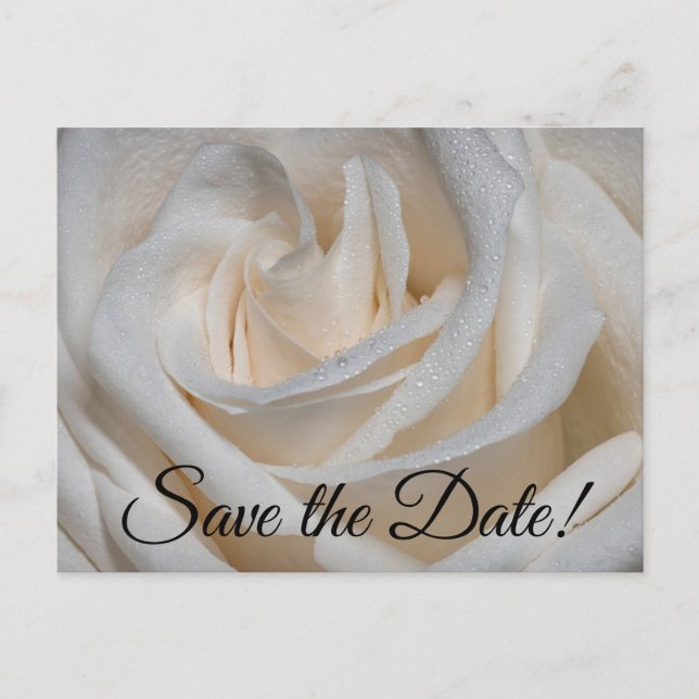 7127-Vit ros med Dew Vykort (Framsida)